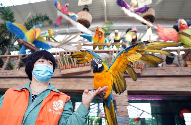 过年来南宫白天看千只鹦鹉迎春晚上游林里星海