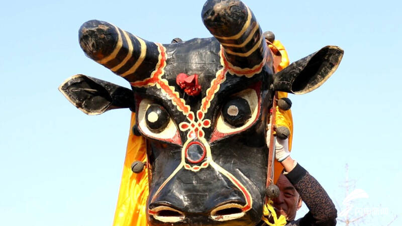 德州平原传承百年民俗"牛斗虎"精彩上演