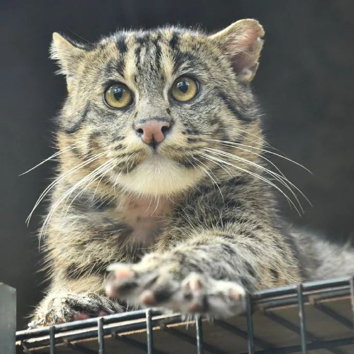 这水汪汪大眼睛渔猫为啥看起来呆呆的