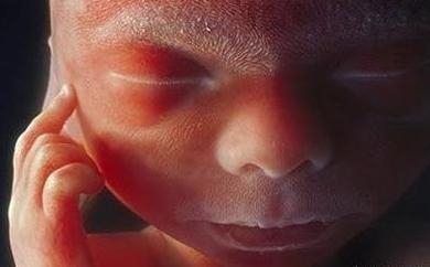 你见过28周胎儿的样子吗一张图萌化无数宝妈的心太可爱了