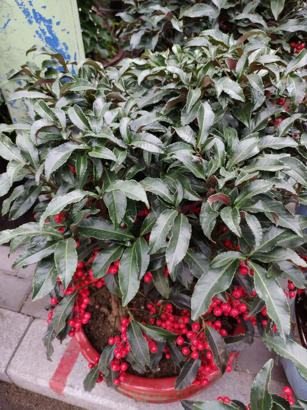 紫金牛谁还没有个长残的时候呀嗐