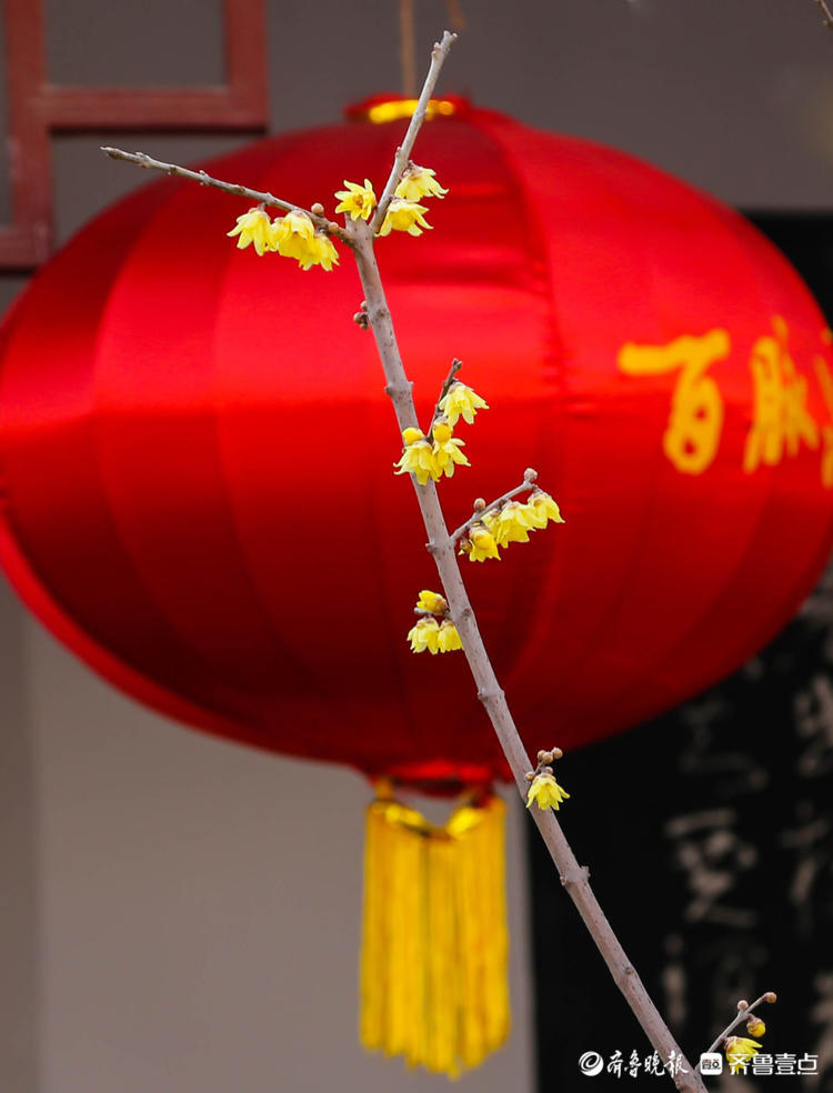 大红灯笼庆佳节,梅花绽放迎新春
