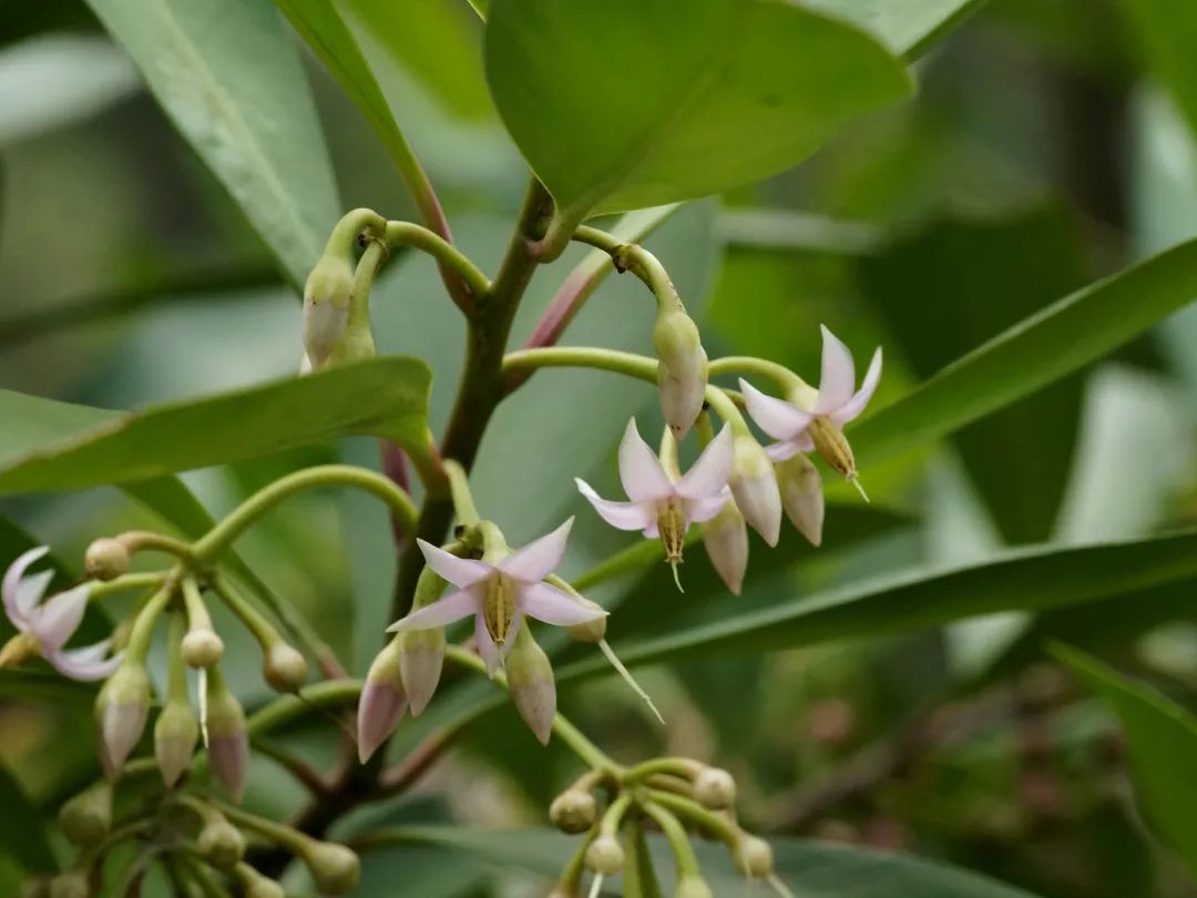 紫金牛谁还没有个长残的时候呀嗐