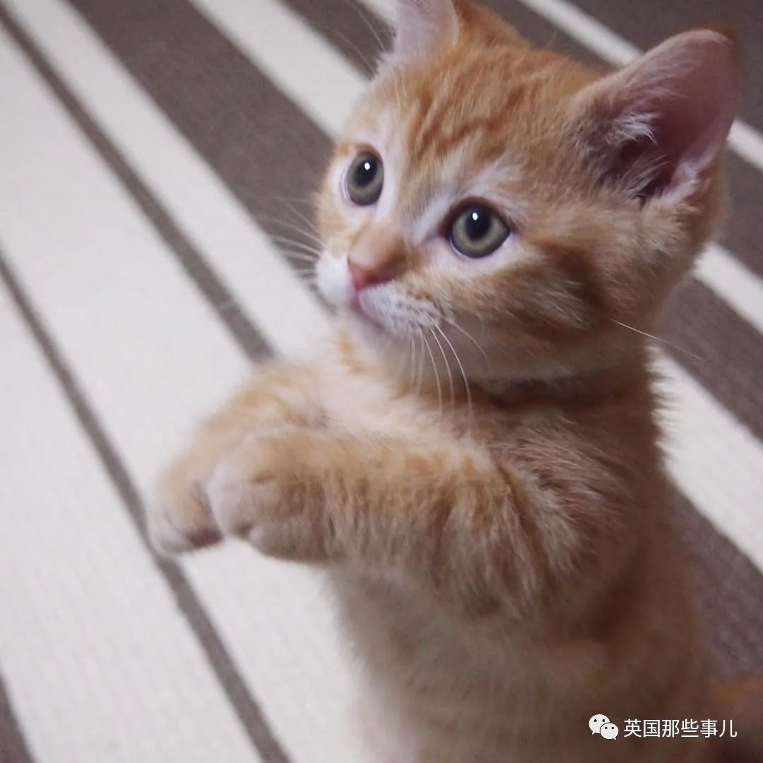 短腿橘猫讨零食有绝招,站立挥手神似拜年,最后还有互动彩蛋!