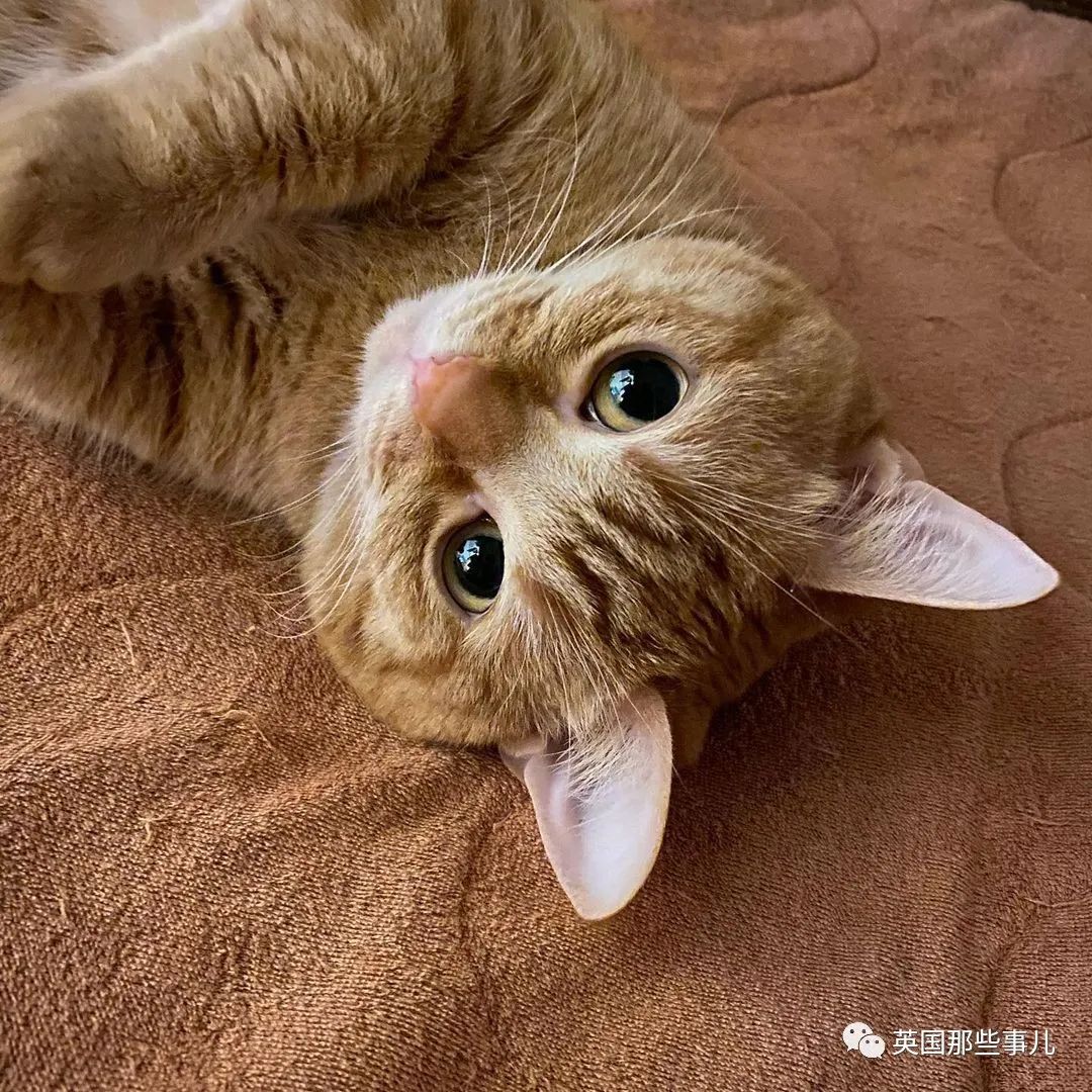 短腿橘猫讨零食有绝招,站立挥手神似拜年,最后还有互动彩蛋!