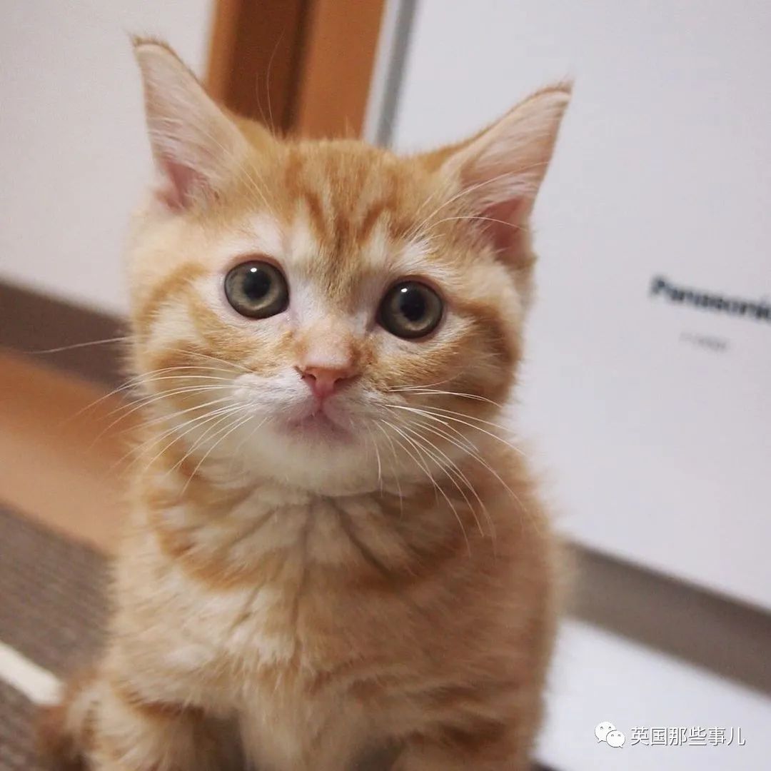 短腿橘猫讨零食有绝招,站立挥手神似拜年,最后还有互动彩蛋!