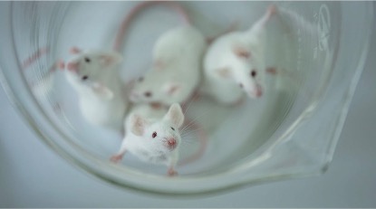 告别鼠年：除了新冠疫苗实验鼠 “科研劳模”还忙碌了这些事