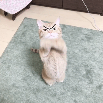 340_340gif 动态图 动图