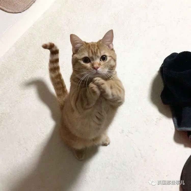 短腿橘猫讨零食有绝招,站立挥手神似拜年,最后还有互动彩蛋!