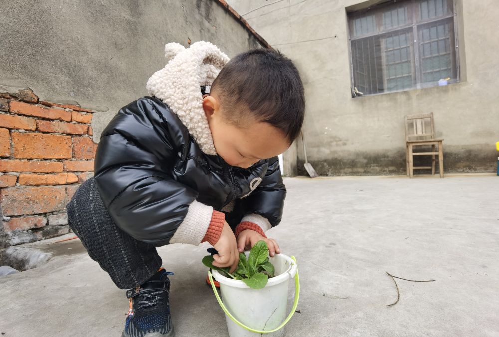 （小宇自己种的白菜，说是要“给爹爹奶奶”吃。新华社记者张紫赟摄）