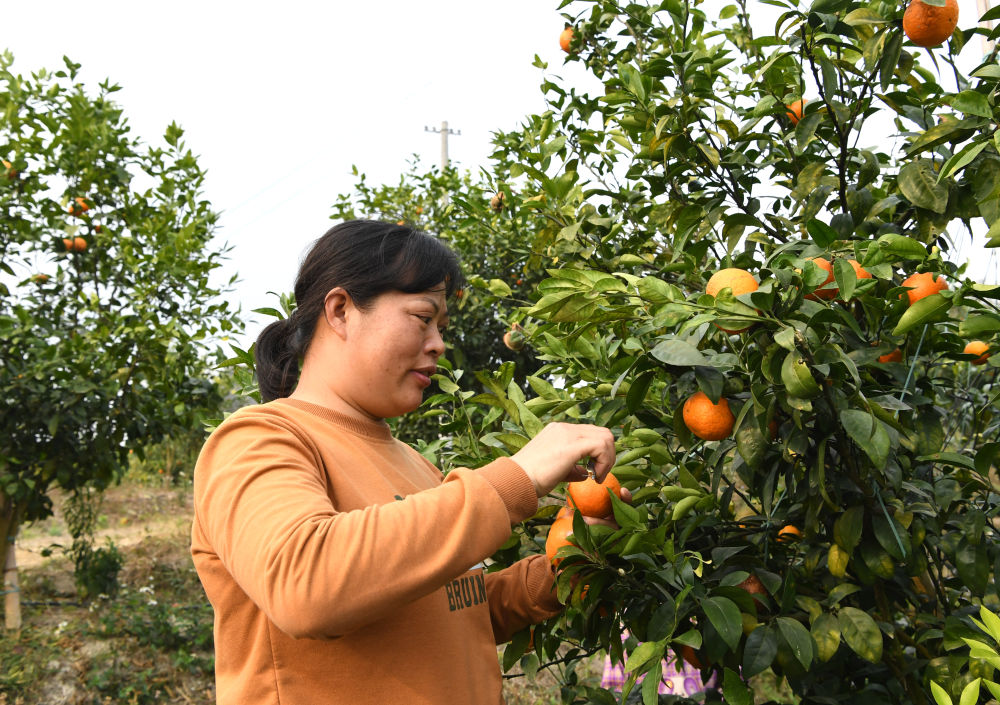 韦丽妹在古感村一个沃柑种植场打零工（2月3日摄）。新华社记者 周华 摄