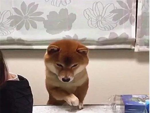 柴犬在偷吃边缘疯狂试探，被发现后无处安放的小爪子萌翻了休闲区蓝鸢梦想 - Www.slyday.coM