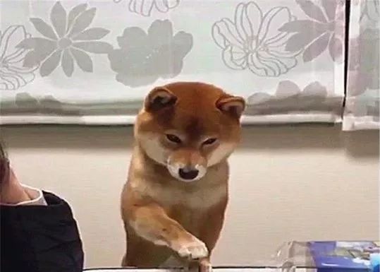 柴犬在偷吃边缘疯狂试探，被发现后无处安放的小爪子萌翻了休闲区蓝鸢梦想 - Www.slyday.coM