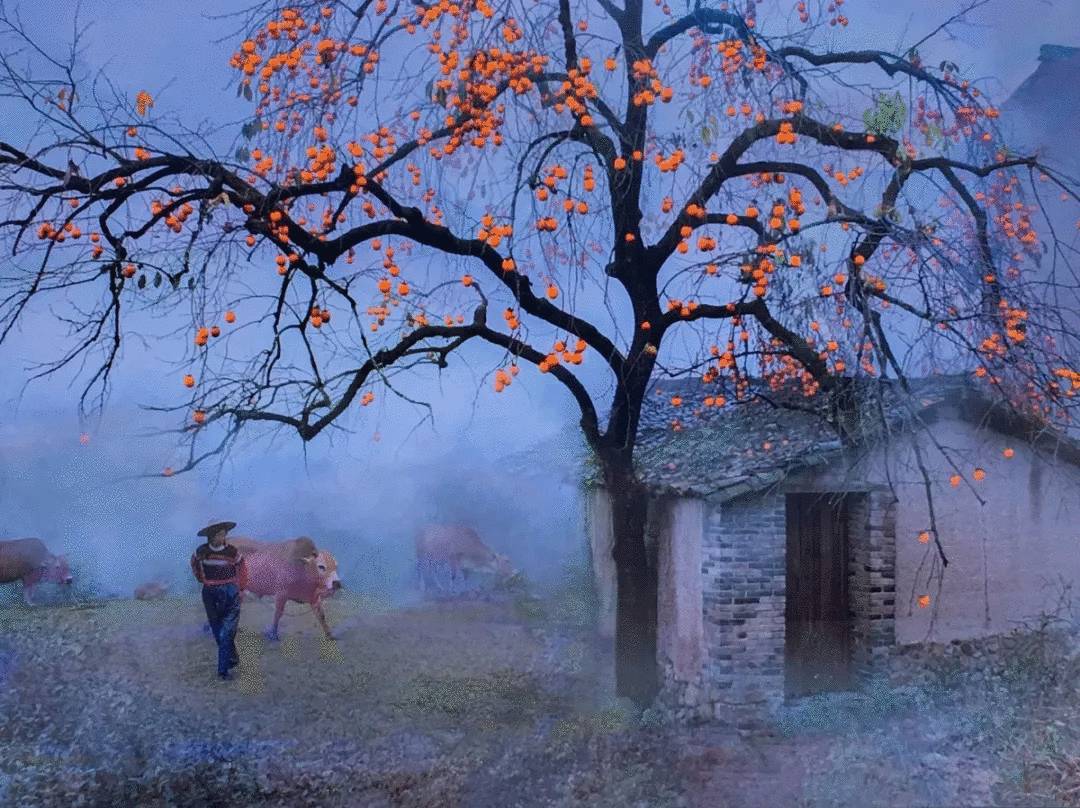 下面的一组温州摄影家拍摄的"牛"图,既有温州老一辈的代表"邵氏摄影"