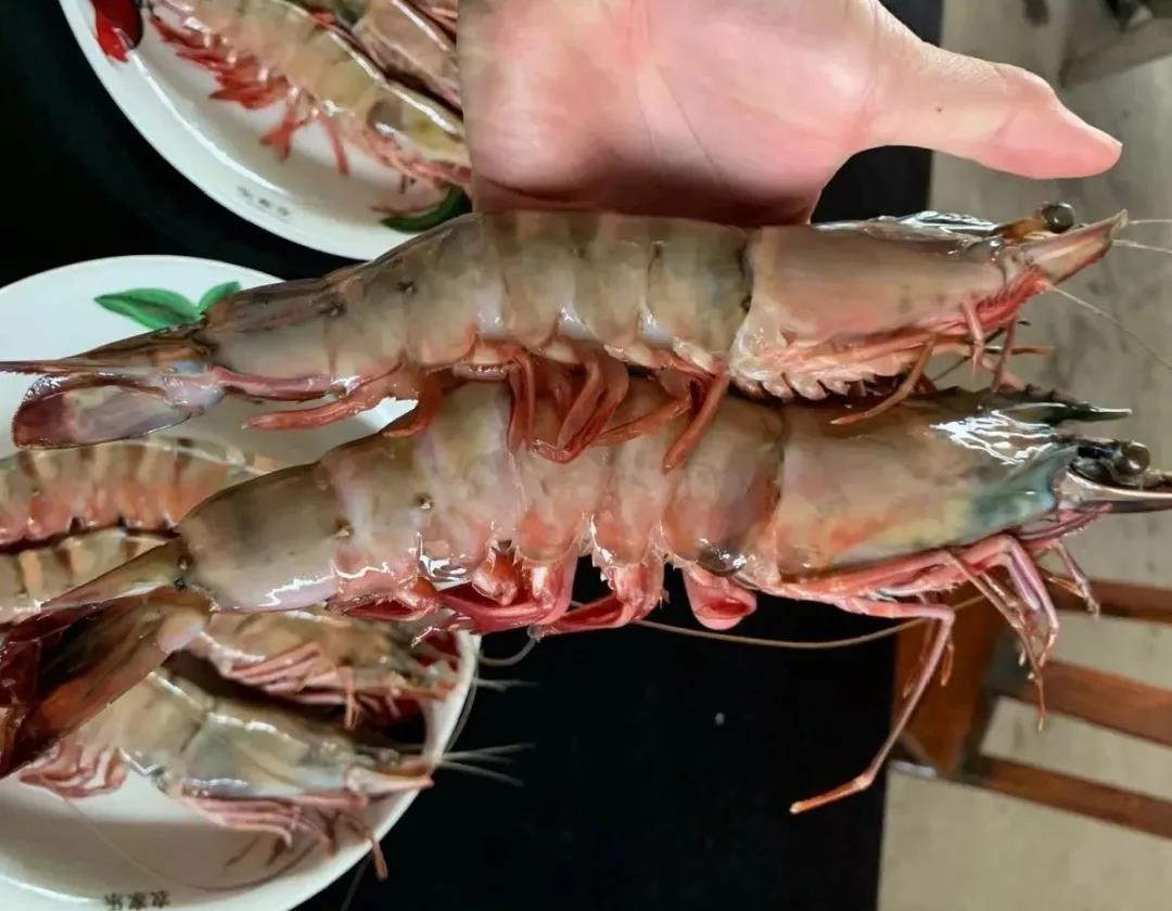 春节虾价呈火箭式增长