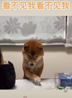 柴犬在偷吃边缘疯狂试探，被发现后无处安放的小爪子萌翻了休闲区蓝鸢梦想 - Www.slyday.coM