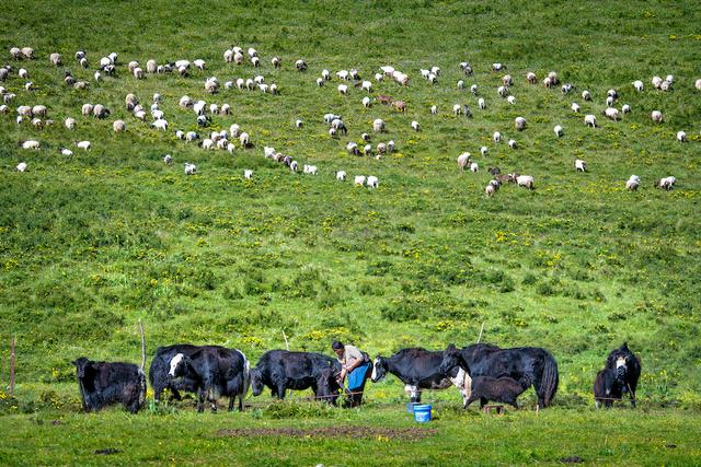 舌尖上的甘肃,怎少得了羊羊羊