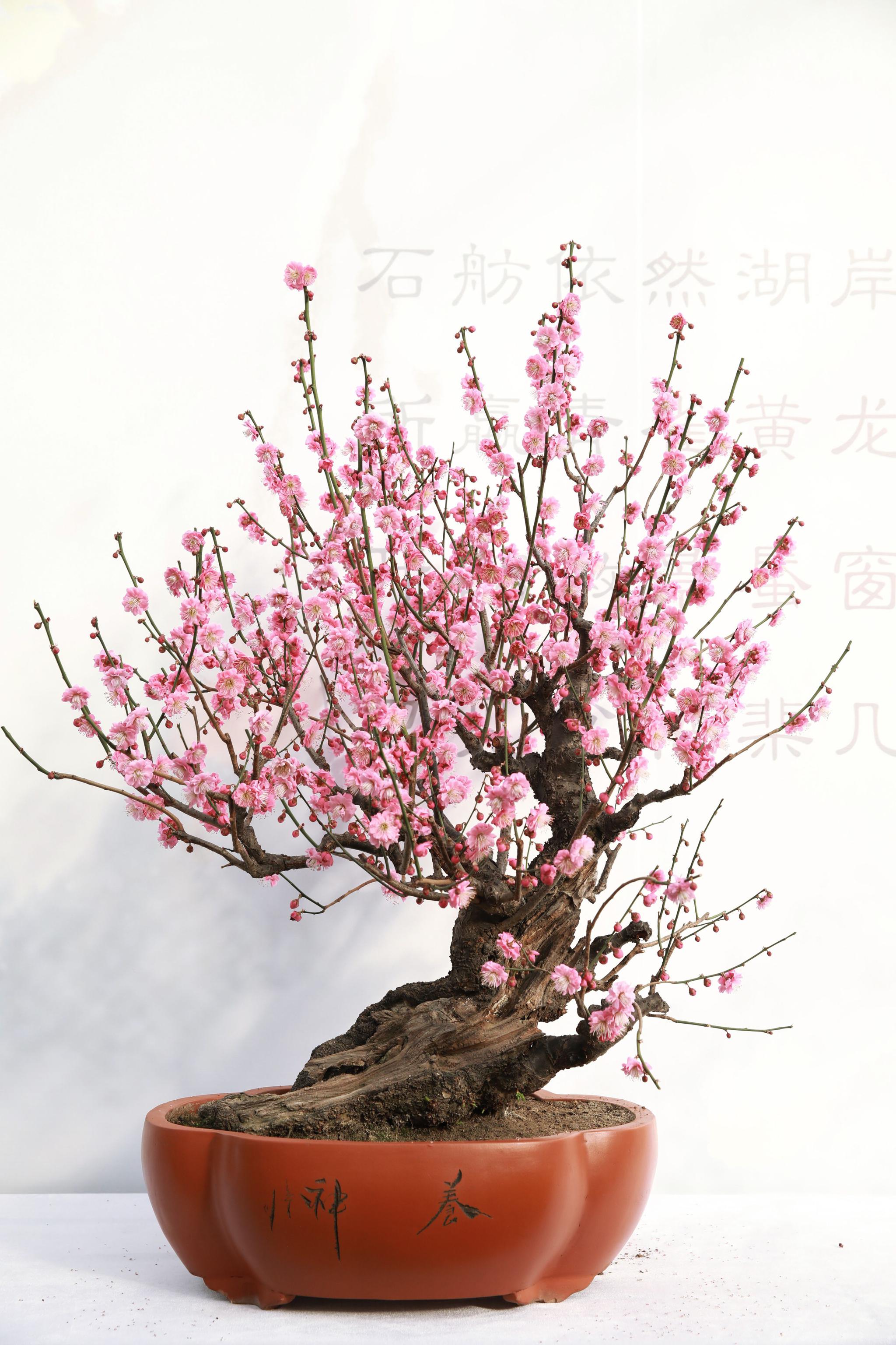 颐和园"两梅展"云端上线 园艺师揭开梅花蜡梅"同开"的秘密