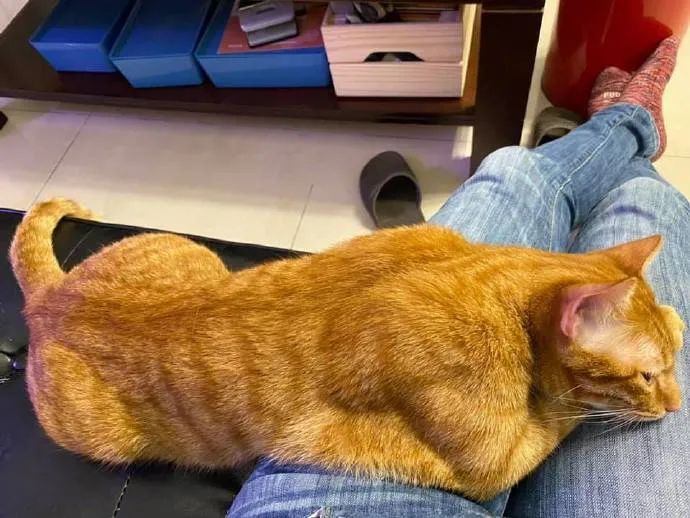 养了只橘猫,胖也是挺胖,关键还一身肌肉,好怕怕!