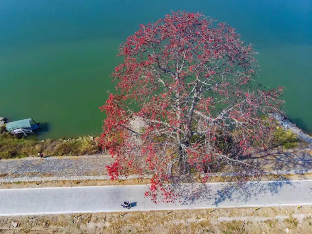 漂亮春节澄海这些地方的花海刷爆朋友圈