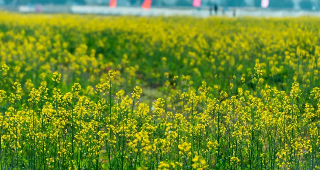 漂亮春节澄海这些地方的花海刷爆朋友圈