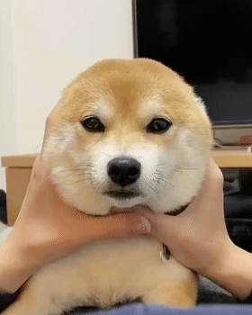 原来没耳朵的柴柴这么圆润啊!