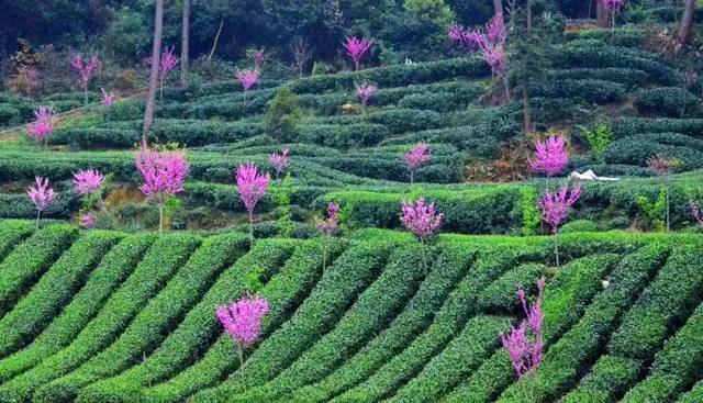 花海坐落于千亩茶园之中,一片郁郁青青,和煦的阳光交织着茶山春色,为