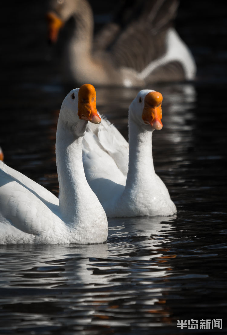 青岛动物园:春江水暖鹅先知