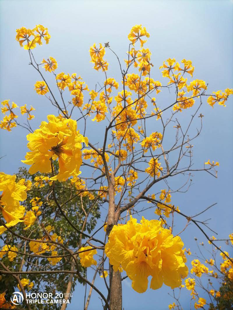 南宁多处黄花风铃盛开,你去打卡拍照了吗|风铃|黄花|江南公园_新浪