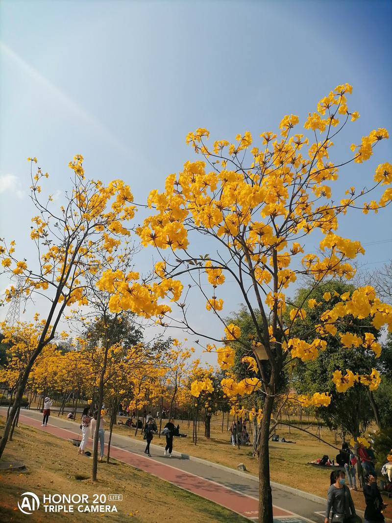 南宁多处黄花风铃盛开,你去打卡拍照了吗|风铃|黄花|江南公园_新浪