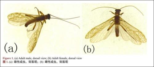 胡古叉襀