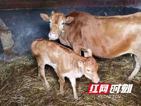 隆回有个"高产牛妈妈",6年生了6个犊|隆回|牛|牛宝宝_新浪新闻