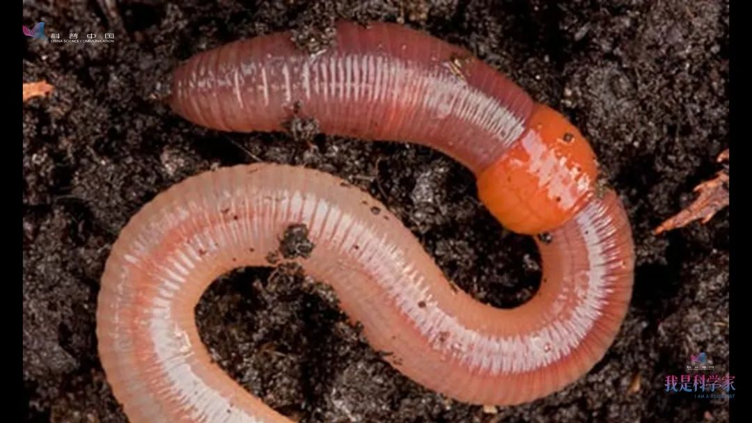 接下来要做的,就是给蚯蚓染毒.怎么做?就像在饭桌上给人灌酒.