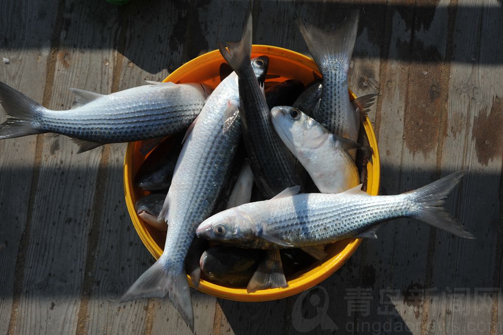 青岛汇泉湾海域现梭鱼潮开春第一鲜你尝鲜了吗