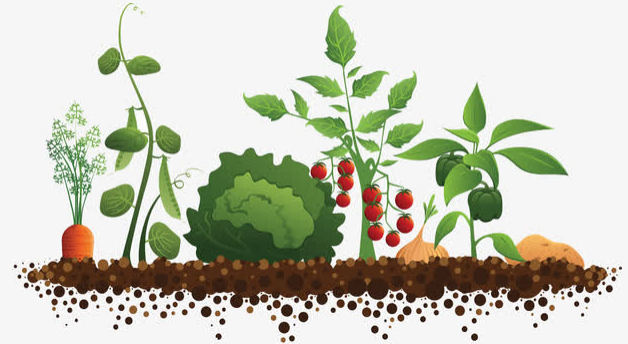 乡愁乡趣 | 娘的菜园|辘轳|大棚|菜地_新浪新闻