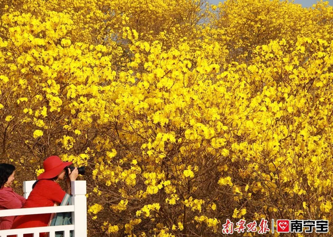 南宁人青秀山的黄花风铃木开得正艳周末打卡别错过