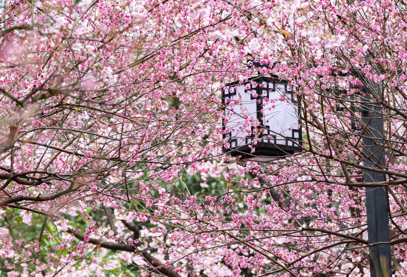 湖南省森林植物园樱花图片