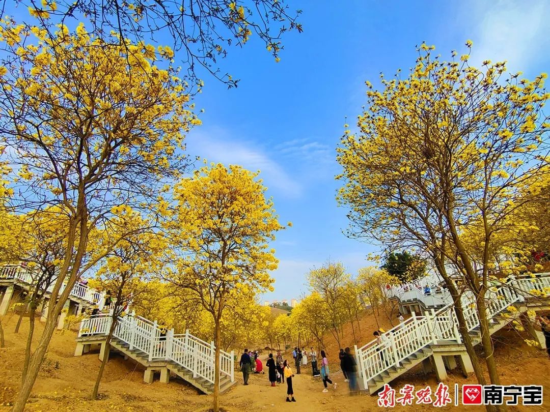 南宁人青秀山的黄花风铃木开得正艳周末打卡别错过