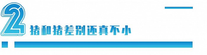 猪肉为什么没有小时候的香了 这个答案真相了 新浪科技 新浪网 猪肉为什么没有小时候的香了 这个答案真相了 新浪科技 新浪网
