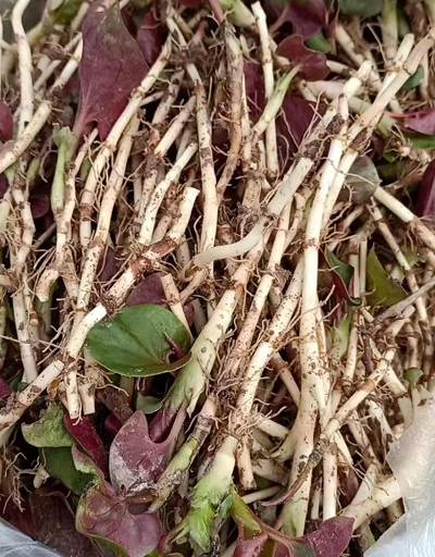 万州爱吃折耳根的赶紧看过来