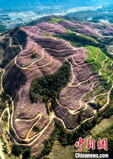 福建清流:2000亩30多万株樱花盛开美如画