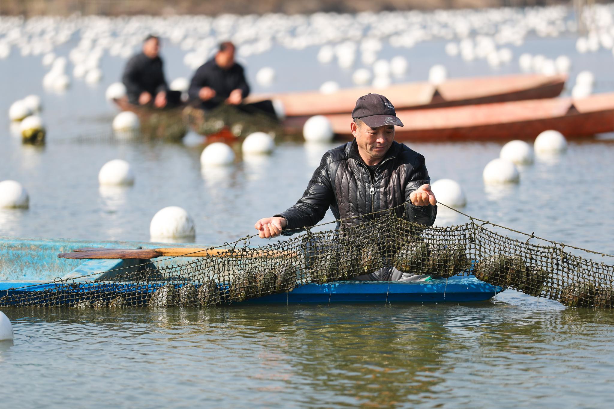 珍珠蚌养殖户在德清县洛舍镇的小山漾珍珠生态养殖基地的水面上作业.