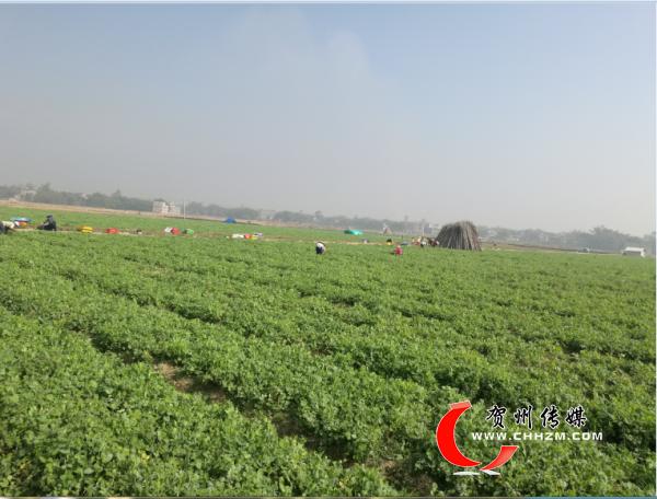 群众在八步区铺门镇供港蔬菜基地采摘豆杯.