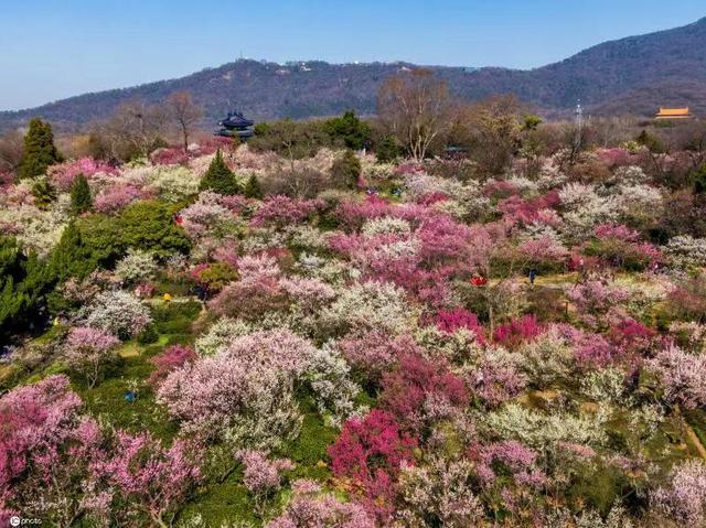 2021南京国际梅花节开幕"天下第一梅山"梅花竞相开放