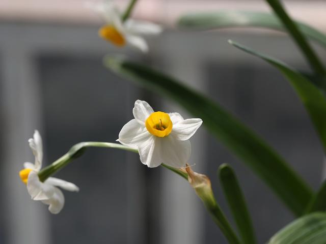 水仙,宋朝人的顶级“网红”花卉|水仙|副花冠|花卉_新浪新闻