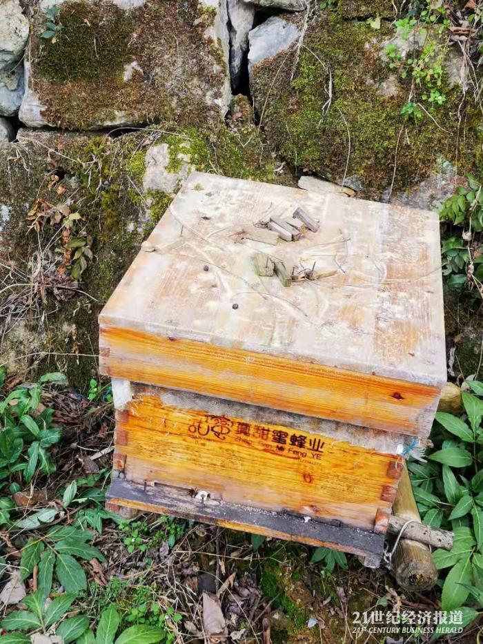 山王坪村的蜂蜜养殖 文静摄