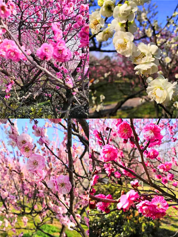 听戏赏梅品茗观鹿 2021南京国际梅花节开幕了