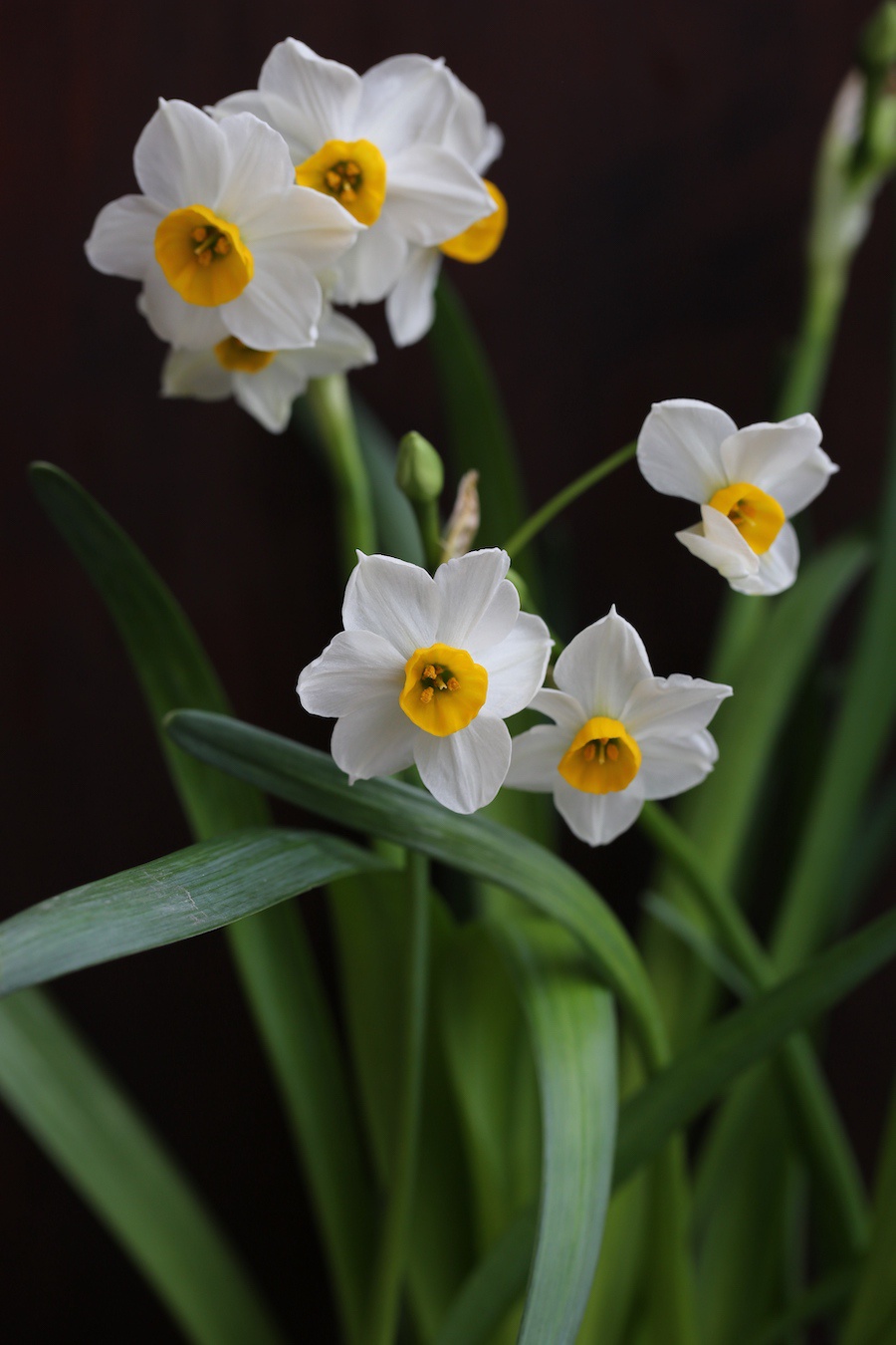 自然散步水仙宋朝人的顶级网红花卉