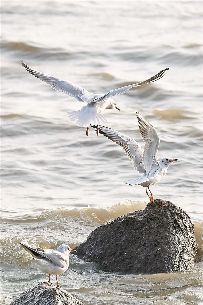 大批候鸟南归,深圳湾迎"黄金观鸟期"