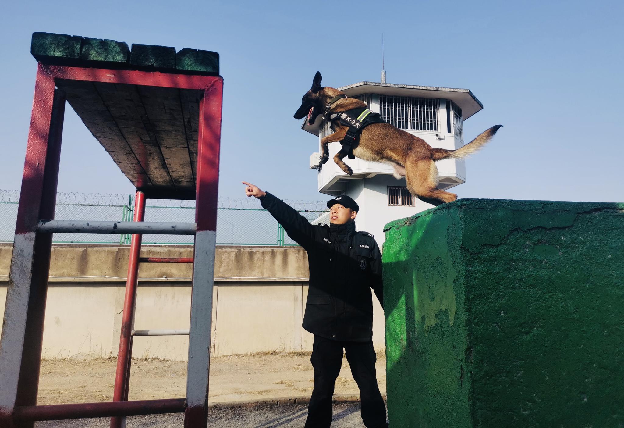 2月1日,天台县公安局巡特警大队组织警犬进行搜爆,障碍跨越等集训